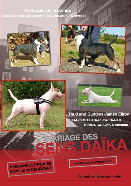 Les sens Daika - Bull Terrier - Portée née le 18/12/2016