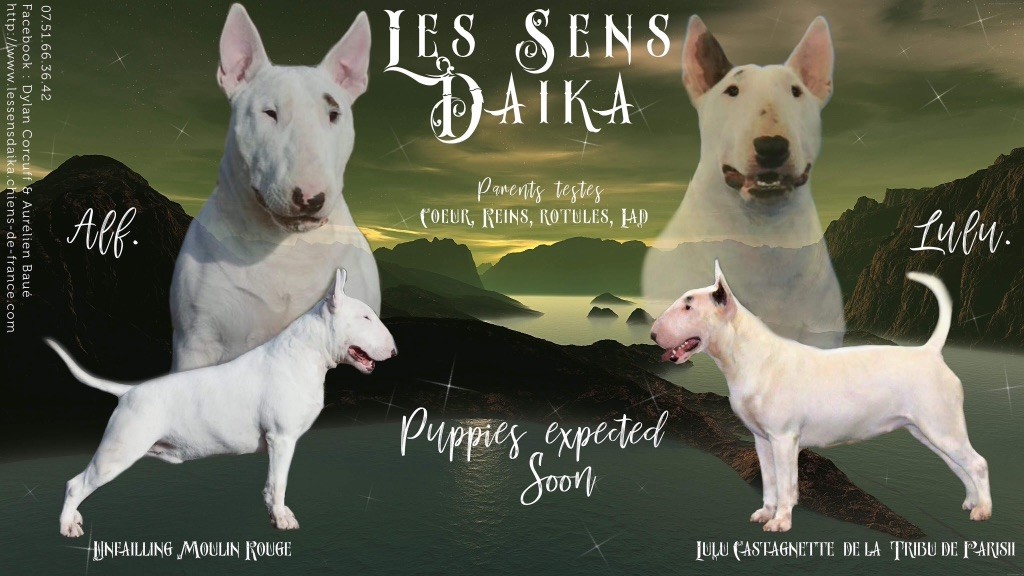 Les sens Daika - Bull Terrier - Portée née le 22/04/2018