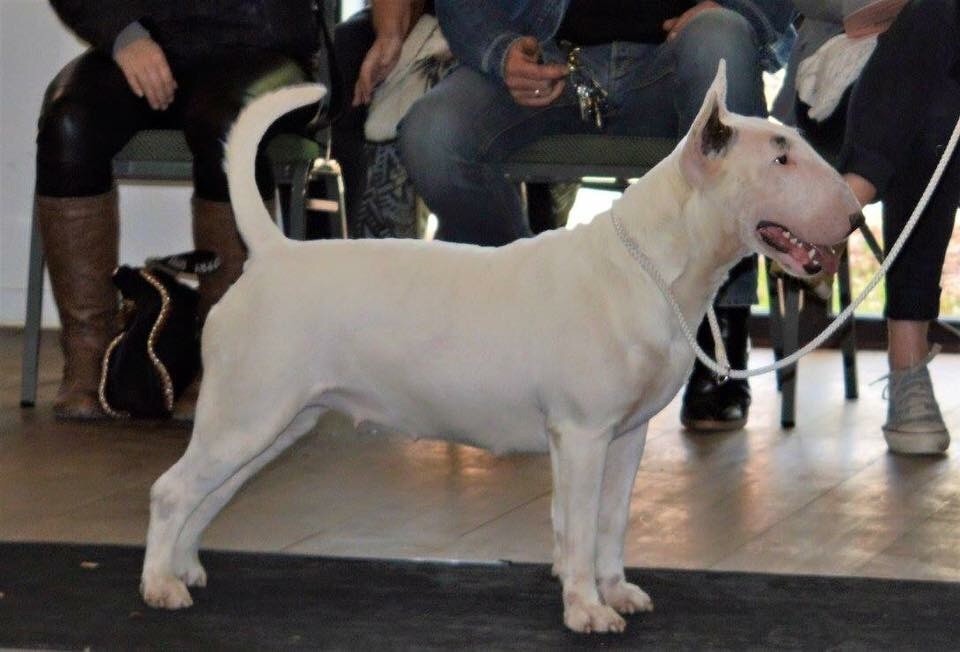 Lulu castagnette de la Tribu Parisii