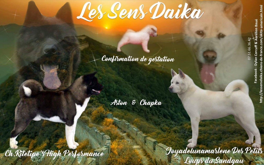 Les sens Daika - Les bébés sont là !!