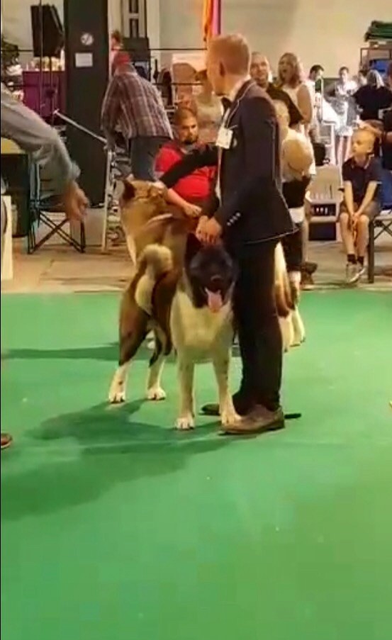 Les sens Daika - Qualifié pour la CRUFTS !
