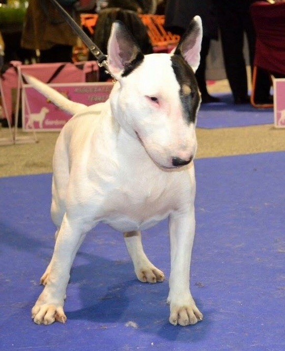 Les sens Daika - Qualifier pour la CRUFTS