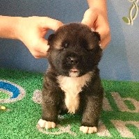 CHIOT